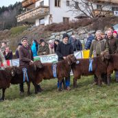 Gruppensieger Vereinsausstellung Braunes Bergschaf Tirol 2020 (4)